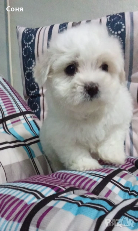 Мини малтийски болонки , снимка 1