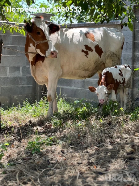 Крава с теле, снимка 1