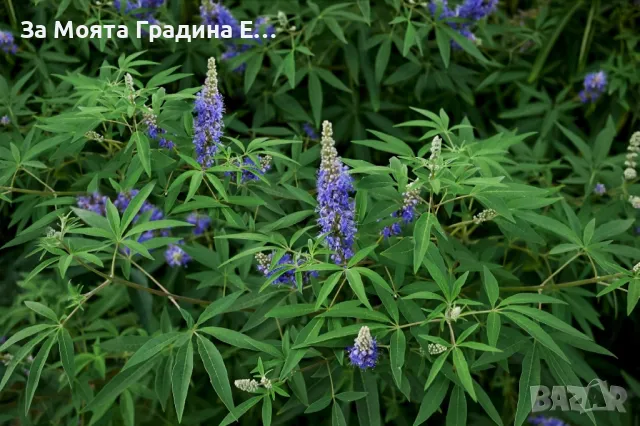 Дървото на Целомъдрието- Медоносно, снимка 3 - Градински цветя и растения - 49490353