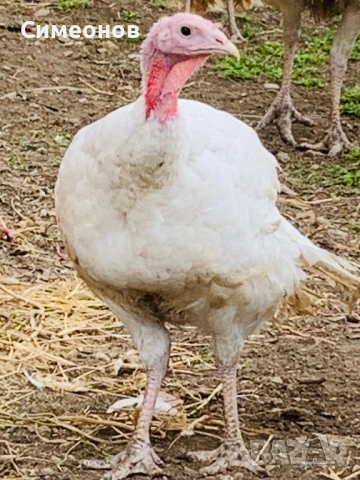 Пуйки , снимка 4 - Кокошки и пуйки - 53830036