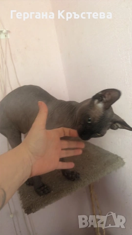 Канадски Сфинкс , снимка 6 - Сфинксове - 52597578