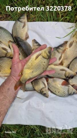 Продавам зарибител-шаран , снимка 5 - Рибки - 53470540