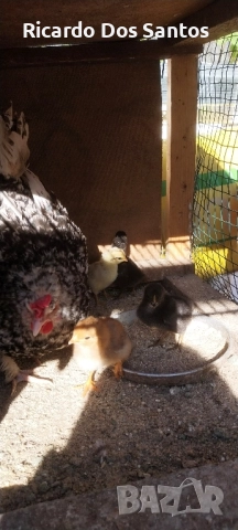 Джинки, снимка 2 - други­ - 52022056