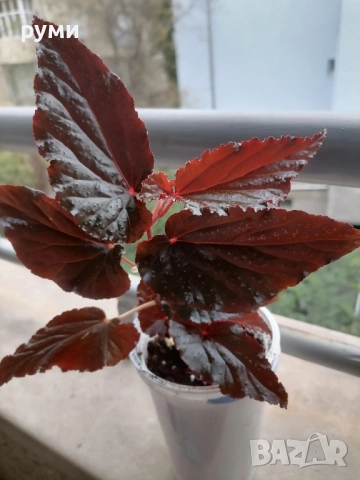 Бетониа арабски залез