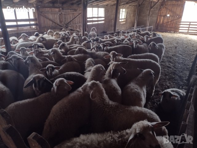 Продавам агнета, снимка 3 - Овце - 35929800