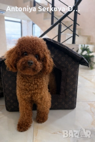 Pudel toy/Пудел той /заплод, снимка 3 - Пудели - 49970257