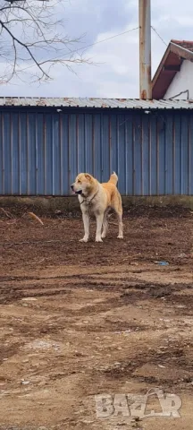 Алабай , снимка 5 - Алабай - 50339266