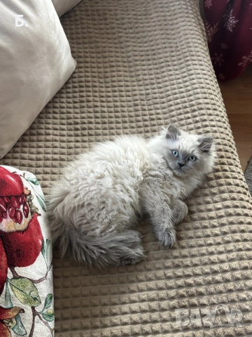 Мъжки котарак за Разплод, снимка 5 - Други - 55964066