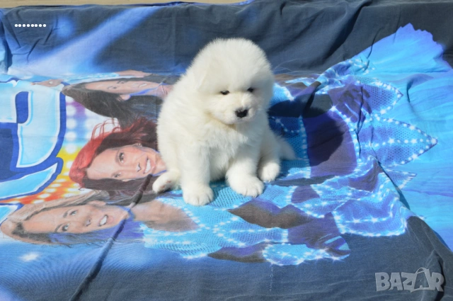 Самоед бебета, снимка 4 - Самоед - 51998559