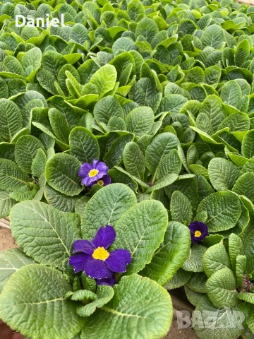 Иглика, снимка 6 - Градински цветя и растения - 53354409