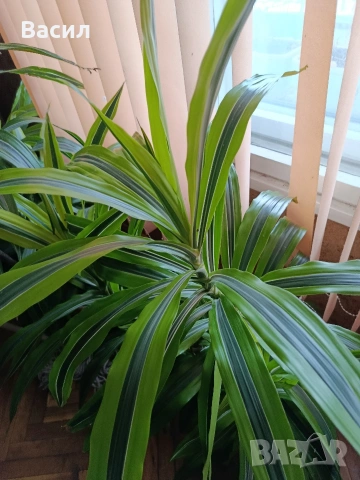 продавам драцени за офис и дом с височина до 2.70м, снимка 2 - Декорация за дома - 53528125