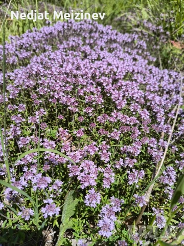 Бяла бреза, снимка 2 - Разсади - 50568007