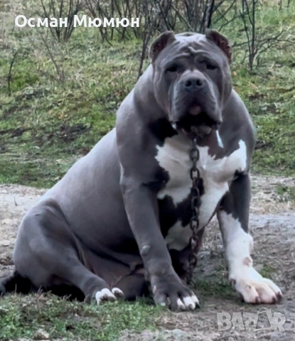 American bully XL / Американско були ХЛ, снимка 5 - Други - 53849091