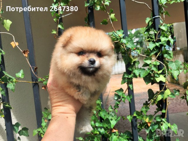 Померан Померанчета, снимка 9 - Померан - 41787849