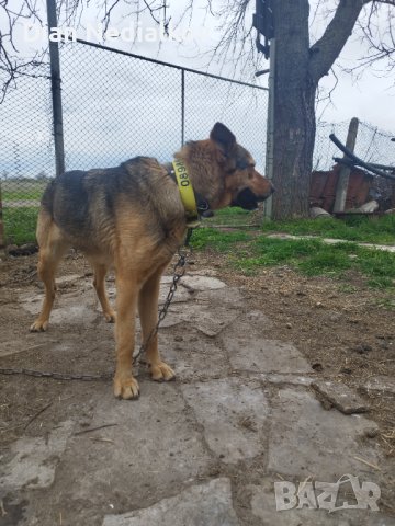 Източно европейска овчарка , снимка 3 - Немска овчарка - 40361877