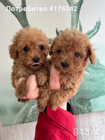 Пудел,той., снимка 3 - Пудели - 52576651