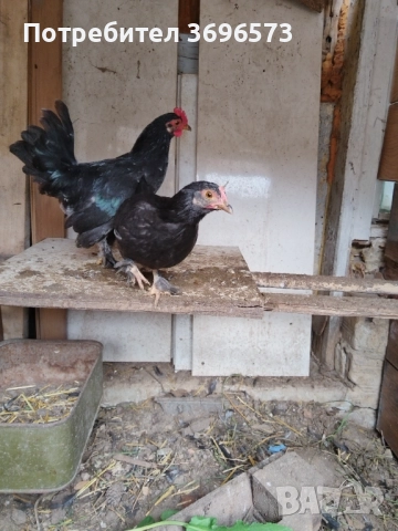 Продавам японски кокошки