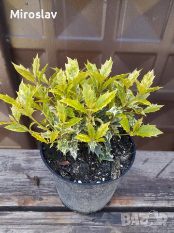 Османтус Триколор-(Osmanthus'Goshiki') , снимка 8 - Градински цветя и растения - 40667442