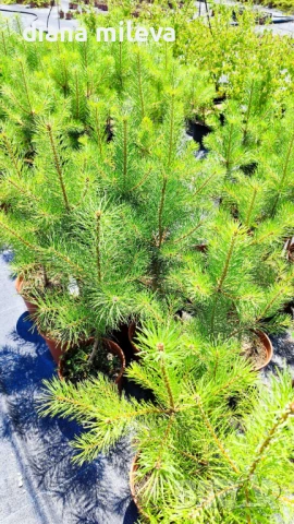 Бял бор, Pinus sylvestris, снимка 9 - Градински цветя и растения - 43936306