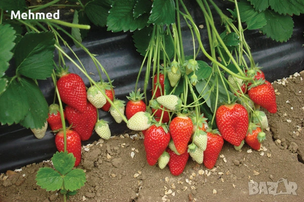 Продавам разсад целогодишни ягоди сорт Анабела, снимка 2 - Разсади - 53259000