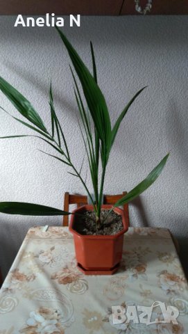 Палма-финикова, снимка 8 - Стайни растения - 30844825