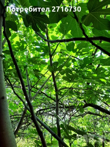 Чай от сушени смокинови листа - 100% био продукт, снимка 3 - Други - 52351885