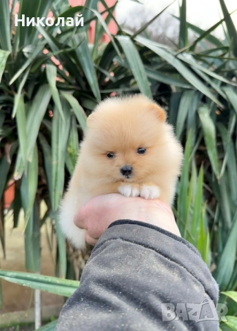 Померан мини момиче. Померанче, снимка 2 - Померан - 53044084