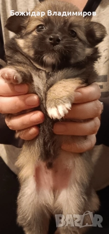 мини чихуахуа , снимка 1