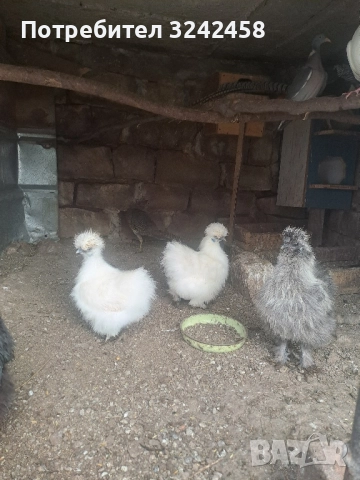 Продавам копринки джинки и фазани 