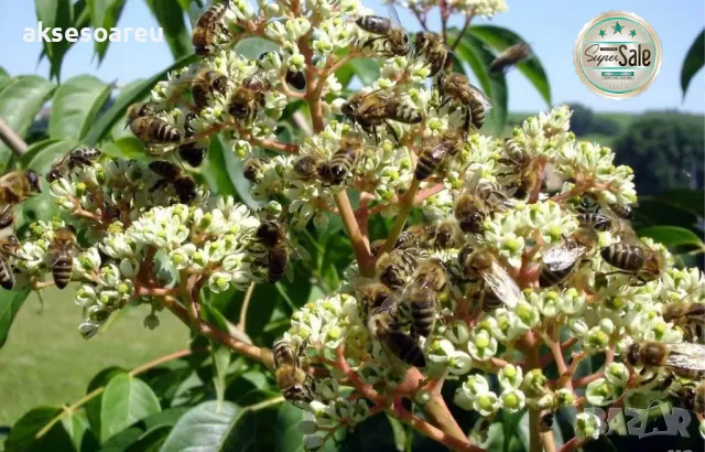 Продавам 400 висококачествени семена от медоносното дърво на пчеларя Еводия Даниели и разсад дръвчет, снимка 6 - Сортови семена и луковици - 49061583