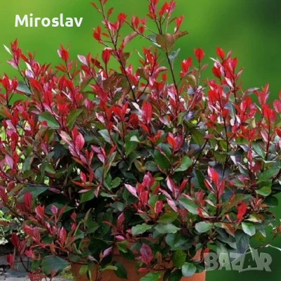 Фотиния Литъл ред Робин, снимка 3 - Градински цветя и растения - 51252940