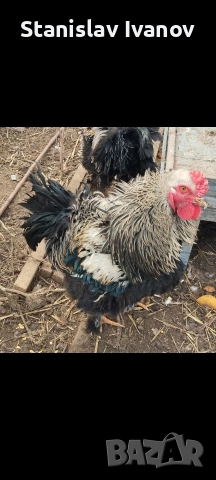 Петли, снимка 4 - други­ - 53110410