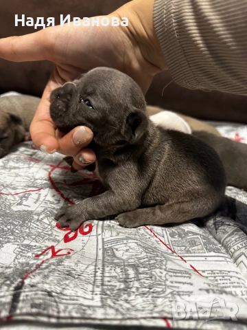 Френски булдог, снимка 7 - Френски булдог - 52687083