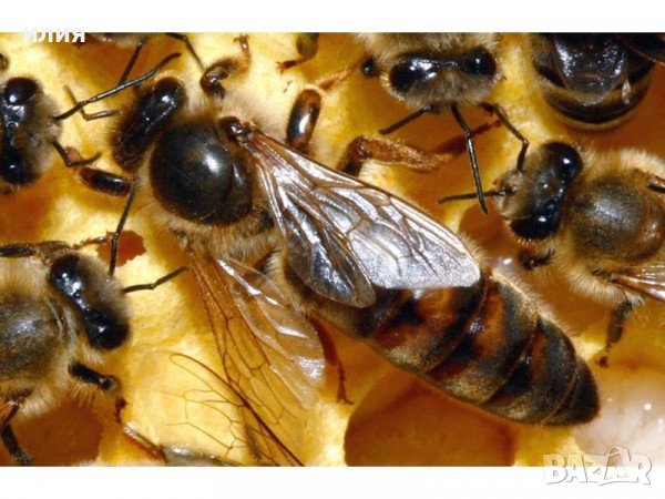 Пчелни отводки, снимка 4 - За пчели - 39565893