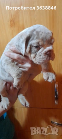 Английски булдог, снимка 2 - Английски булдог - 52064316