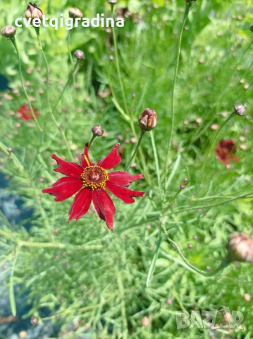 Coreopsis red satin(Кореопсис Червен сатен), снимка 3 - Градински цветя и растения - 50652939