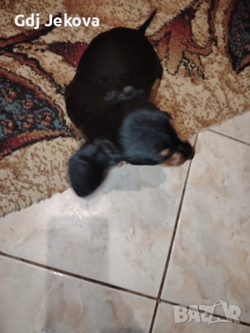 Дакелчета, снимка 4 - Дакели - 52487664