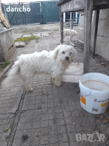 Продавам болонка , снимка 15 - Болонка - 47874174