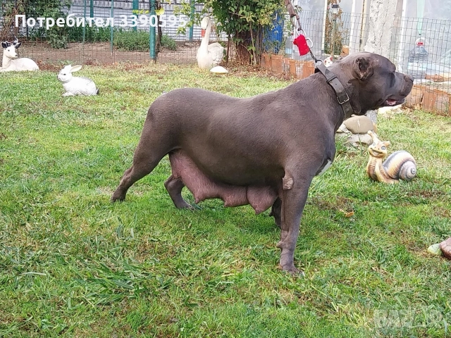 Америка ски Питбул Блу Нос, снимка 2 - Питбул - 52987372