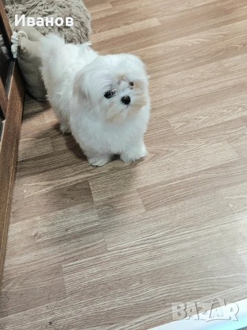 Малтийска болонка , снимка 3 - Болонка - 53599062