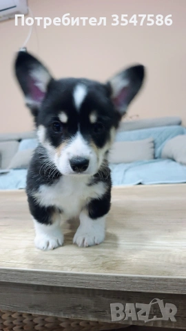 Трицветни кученца Уелско корги пембрук - мъжки