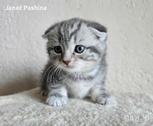 Чистокръвни британски котенца, снимка 4 - Британска късокосместа - 50850666