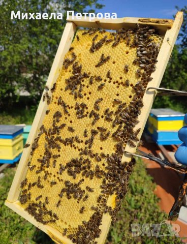 Пчелни отводки многокорпусни , снимка 3 - Пчелни продукти - 44303357