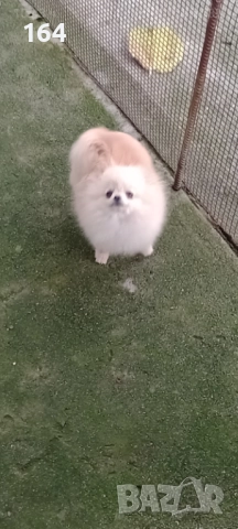 Женски миниатюрен мини Померан. Реални снимки от 08.12.25 г. Принцесата е на 6 месеца. Около 1 кг.