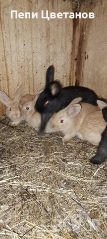 Продавам зайчета, снимка 11 - Други животни - 52867641