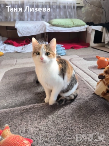Подарявам малко трицветно котенце. 