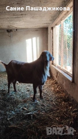 пърч , снимка 1