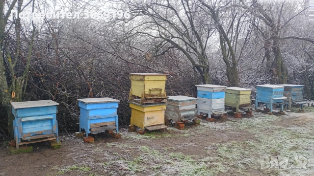 Продавам пчелни кошери обл.Враца, снимка 3 - Други - 53517299