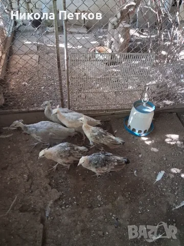 Продавам чернокрили пауни