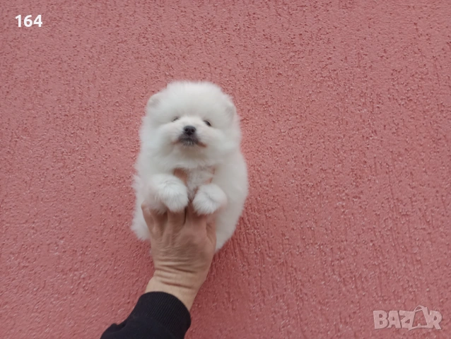 Померани. Реални снимки ! Померанчета, снимка 15 - Померан - 52984973